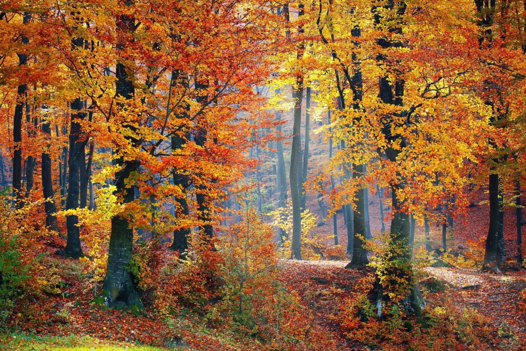 Fall Woods