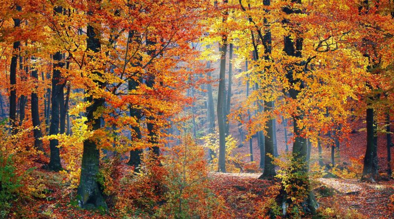 Fall Woods