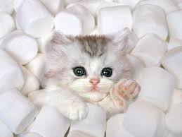 cat marshmellow.jpg